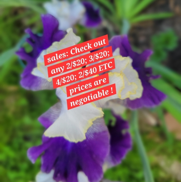 White NWOT Lee Size 12 pants with a pink Belt! Never worn! - Picture 6 of 6